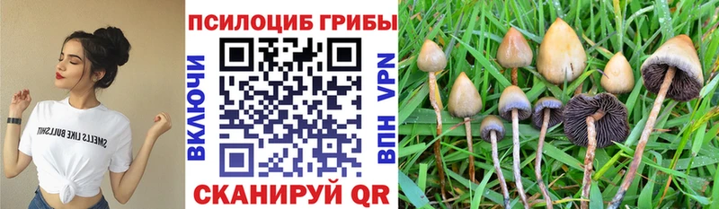 Галлюциногенные грибы Psilocybine cubensis Алексеевка